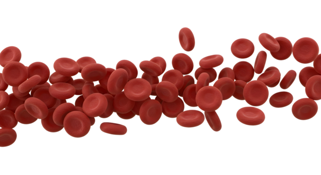 Close-up view of numerous red blood cells, vital components for oxygen transport in the body. These cells are the key element for life in the body.