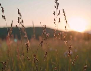 Obraz premium Close-up of wild grass in a serene meadow during a beautiful golden hour, with warm sunlight creating a soft bokeh background at sunset.
