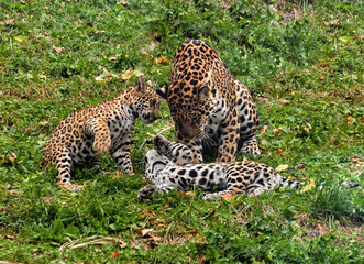 Jaguar mother with playful cubs on grass