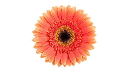Isolated Orange Gerbera Daisy Flower