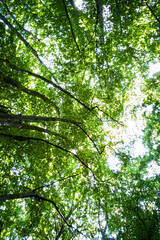Sunlight filters through the vibrant green canopy of a lush forest, creating a tranquil and serene atmosphere