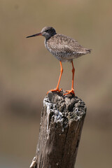 Chevalier gambette,Tringa totanus, Common Redshank