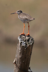 Chevalier gambette,Tringa totanus, Common Redshank