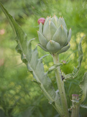 artichoke on a green plant