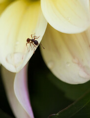 Ant on flower