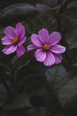 pink flower and water drops