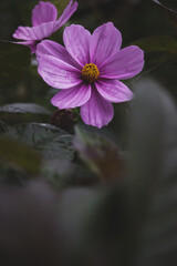 Closeup on purple dahlia flower