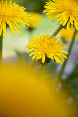 yellow dandelion flower