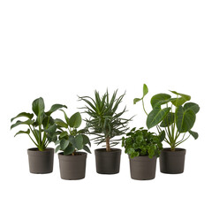 Obraz premium Collection of potted green plants isolated on transparent background