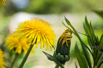 Dandelion in summer