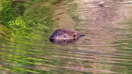 wild boar in the forest