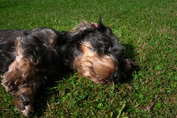 Liegender Rauhaardackel