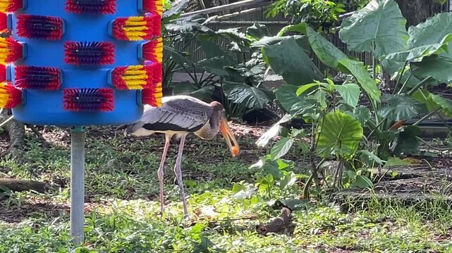 A yellow-billed stork, Mycteria ibis, picks up a round orange object with its beak and walks away at Zoo Negara Malaysia.
