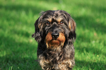 RAuhaardackel im Sonnenlicht