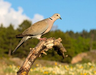 Fototapeta premium A light-brown dove perched on a weathered branch amidst wildflowers
