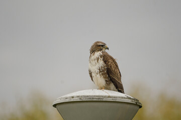 Close-up of a common buzzard perched on a lamppost