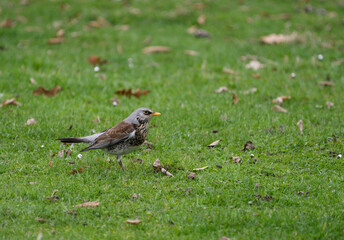 Fieldfare perched in a field in search of food