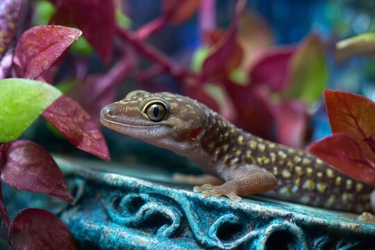 A gecko is positioned on an ornate surface, surrounded by colorful foliage. The soft sunlight enhances the geckos textured skin and the rich hues of its habitat