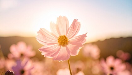 Fototapeta premium Single pale pink flower with detailed petals illuminated by soft sunlight. Botanical beauty and floral concept. Nature appreciation and environmental themes. Summer and seasonal themes concept. 