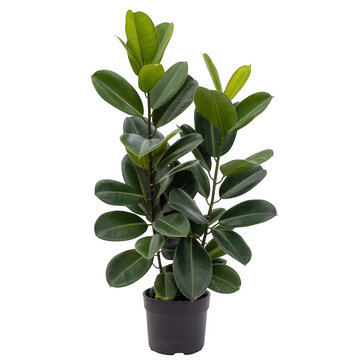 Ficus audrey plant in a pot isolated on transparent background