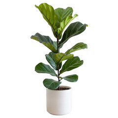 Fiddle leaf fig plant in a white pot isolated on transparent background