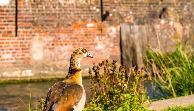 Close-up of a graceful Egyptian goose by a brick wall and canal, showcasing its rich brown and beige plumage against a natural backdrop.