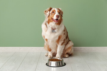 Cute Australian Shepherd dog sitting with bowl of dry food near green wall