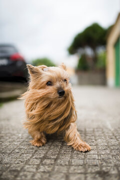 Portrait of Yorkshire Terrier with blowing hair