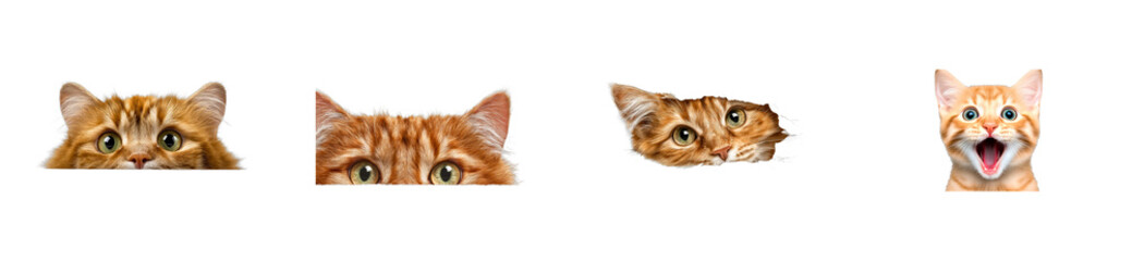 Group of ginger cat faces peeking over a black background showing curiosity and surprise, cut out transparent