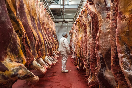 Butcher looking at meat carcasses in slaughterhouse