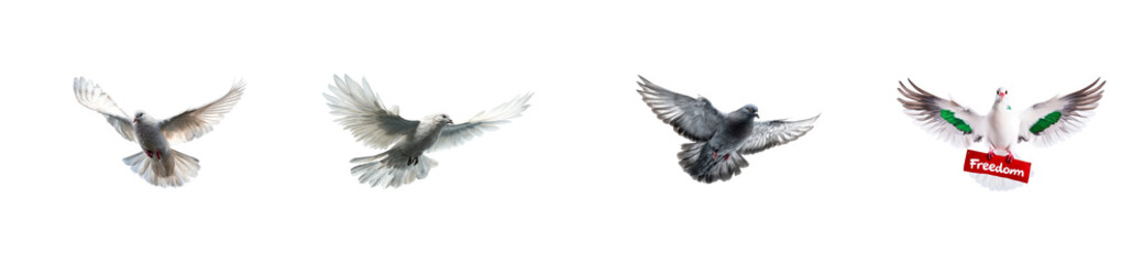 Obraz premium Four Pigeons in Flight Against a Black Background with One Carrying a Freedom Sign, cut out transparent