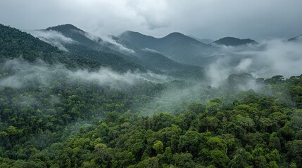 A bird's-eye view of a lush green forest with mountains in the background, taken during the summer rainy season, showcases intricate tree patterns, diversity, beauty, and natural splendor.
