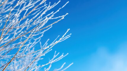 Frost-covered branches against a clear blue sky, capturing the beauty of winter's chill and tranquility