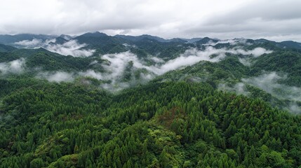 Fototapeta premium A bird's-eye view of a lush green forest with mountains in the background, taken during the summer rainy season, showcases intricate tree patterns, diversity, beauty, and natural splendor.