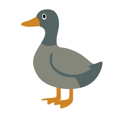 Gray Colored Duck Standing in Isolated Background