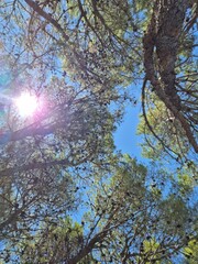 view of pine forest trees where the sunbeams shine through