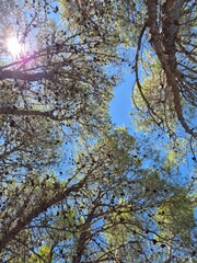 view of pine forest trees where the sunbeams shine through