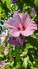 A pink flower with a bright crimson center and a long white-yellow stamen column.