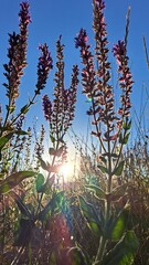 The feeling of a summer day or evening, tall purple flowers stretch upwards, illuminated by the sun's rays.