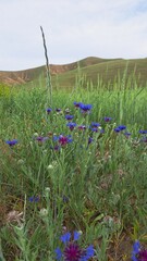 A field landscape with a group of bright blue and purple cornflowers growing among tall green grasses.
