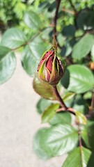 A red rose bud, not yet open, but already showing the rich color of the petals between the green sepals.