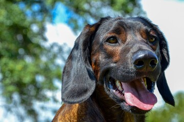 Bayrischer Gebirgsschwei&szlig;hund by R_M_Z