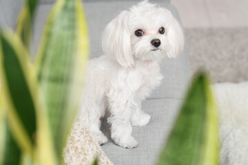 Cute Maltese dog sitting on sofa at home, closeup