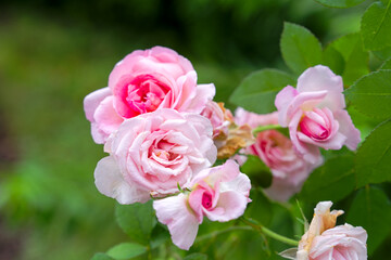Close-up of pink rose flowers at garden on a rainy summer day. Photo taken August 20th, 2025, Zurich, Switzerland.