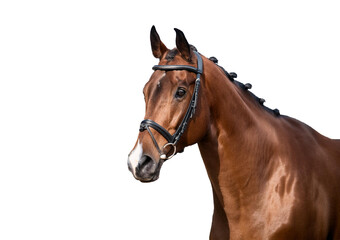 Obraz premium Bay sport horse Isolated on transparent or white background