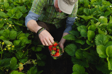 Farmer picking strawberries, organic farming