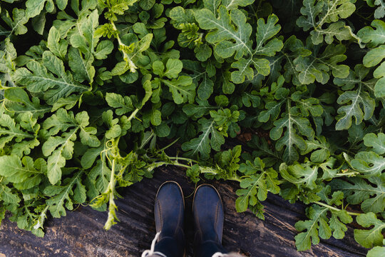 Rubber boots at watermelon leaves, from above