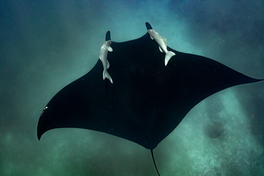 Sa majest&eacute; la raie Manta g&eacute;ante du pacifique