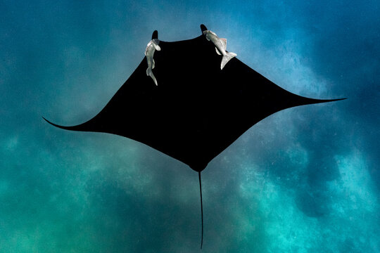 Sa majest&eacute; la raie Manta g&eacute;ante du pacifique