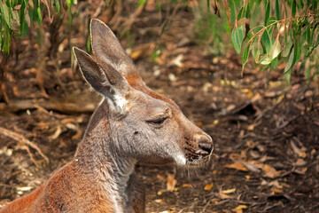 Wallaby de Bennett en gros plan, de profil
